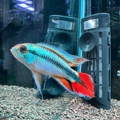 アガシジィの中古が安い！激安で譲ります・無料であげます｜ジモティー 