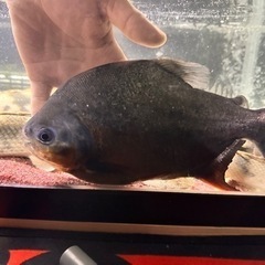 値下げしました】古代魚・熱帯魚全部まとめて