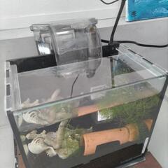 愛知県の水槽セットの中古が安い！激安で譲ります・無料であげます  