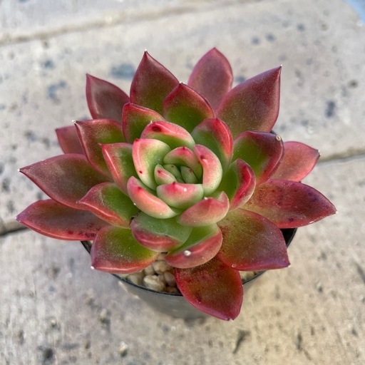 多肉植物 アガボイデスhyb相月 編ま