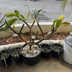 プルメリア大木 売ります