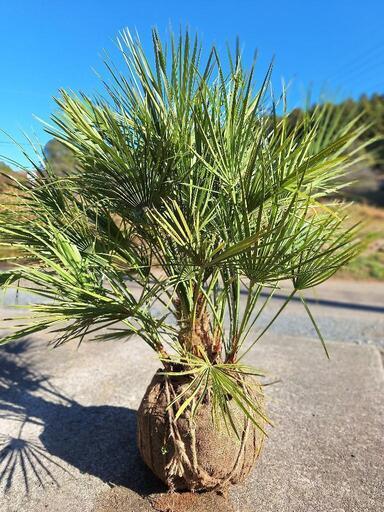 チャメロップス 太株 緑葉 *鉢のままお渡し チャメロプス