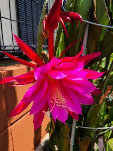 孔雀サボテン鉢植え ２鉢