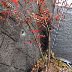 令和6年度棚田米八代市東陽町産ヒノヒカリ30kg (まつだ) 有佐のその他  