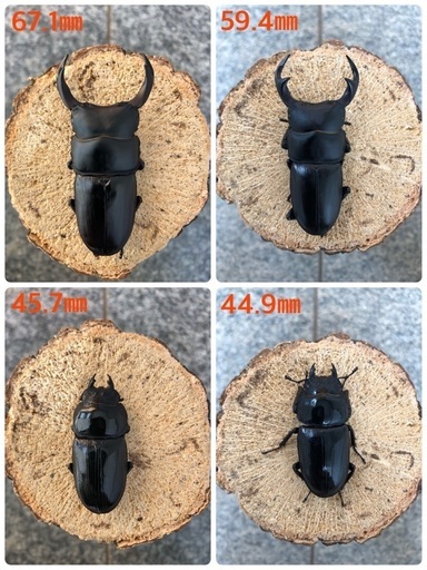 能勢YG血統 国産オオクワガタ 新成虫2ペア（オス67.1㎜・オス59.4㎜・メス45.7㎜・44.9㎜） (プチトマ)  四街道のその他の中古あげます・譲ります｜ジモティーで不用品の処分