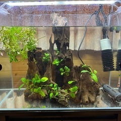 急募※90㎝水槽フルセット(生体付き)最終値下げ