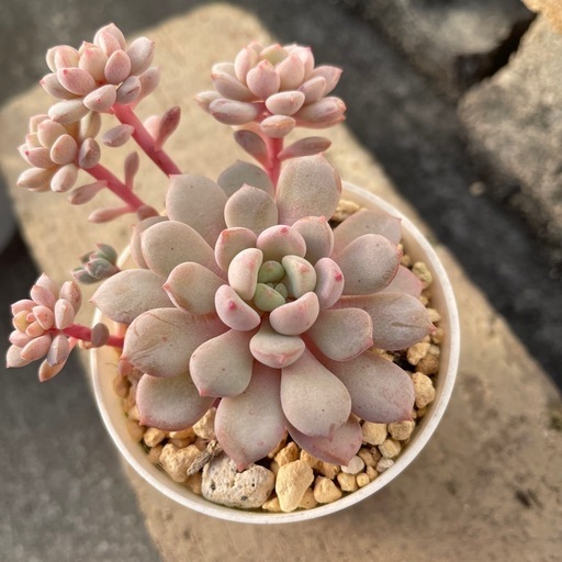 多肉植物 セダム寄せ植え シマエナガ小鉢⑧(穴あけ加工済) 凄かっ 多肉植物 セダム寄せ植え シマエナガ小鉢⑧(穴あけ加工済) 凄かっ