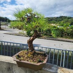 琉球松の中古が安い！激安で譲ります・無料であげます｜ジモティー 