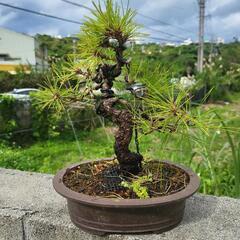 琉球松の中古が安い！激安で譲ります・無料であげます｜ジモティー 