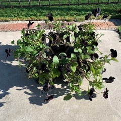 ビオラの中古が安い！激安で譲ります・無料であげます｜ジモティー 