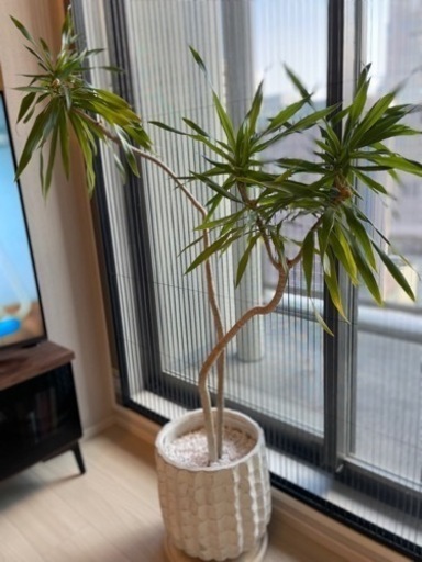 【apeco⚠神奈川】波打つ大きな葉が魅力♪フィカスカシワバゴムノキ10号 カシワバゴムノキ | 観葉植物の生産・レンタル・販売｜株式会社