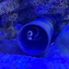 海水魚の中古が安い！激安で譲ります・無料であげます｜ジモティー 