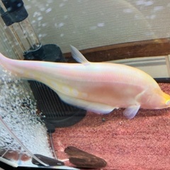 古代魚の中古が安い！激安で譲ります・無料であげます｜ジモティー 