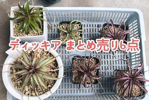 ディッキア まとめ売り