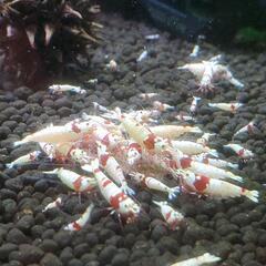 お家で、カワイイ えびちゃん（レッドビーシュリンプ）を飼ってみませ