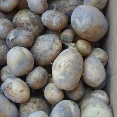 新米【2024年生産のコシヒカリです！！】【9/14(土)13時〜15時】の間で