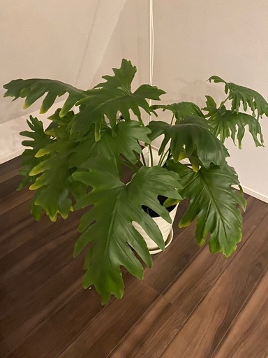 観葉植物