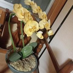 胡蝶蘭お譲ります