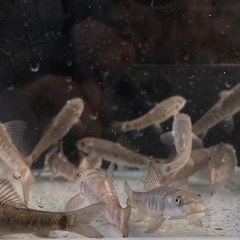 ドクターフィッシュ その他の中古が安い！激安で譲ります・無料で  