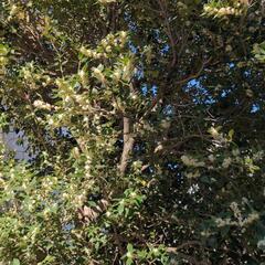 樹木の中古が安い！激安で譲ります・無料であげます｜ジモティー 