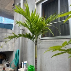 マニラヤシ 2m超え-③