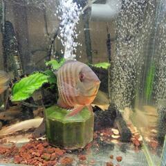 スーパーレッドコウタイ飼い込み 個体 28cm ぐらい 多分 ペアになって