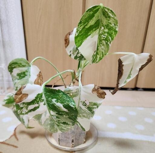 斑入りモンステラ　鉢のまま　モンステラ　斑入り