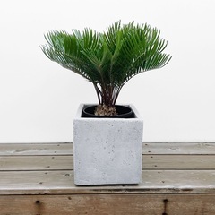 東京都のソテツの中古が安い！激安で譲ります・無料であげます｜ジモティー 