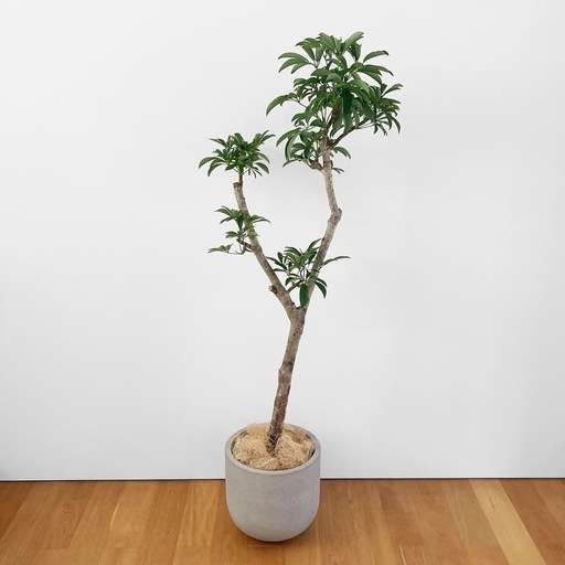 観葉植物 シェフレラ 160cm