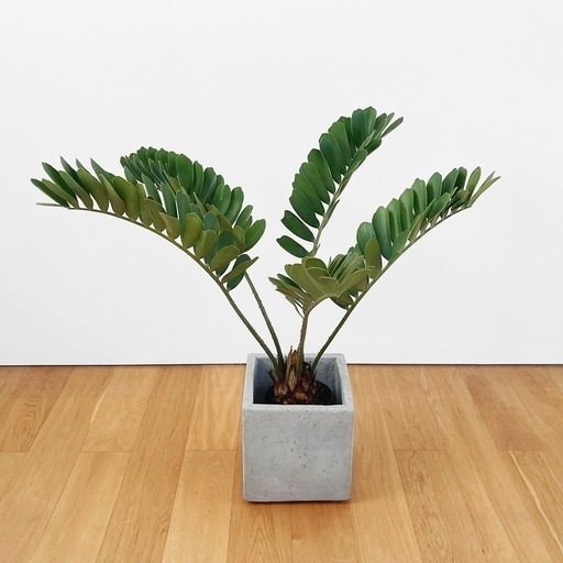 観葉植物 ザミア(メキシコソテツ)