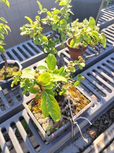 亡き祖父の年代物のウケザキカイドウの盆栽（横浜の自宅に本日中に  