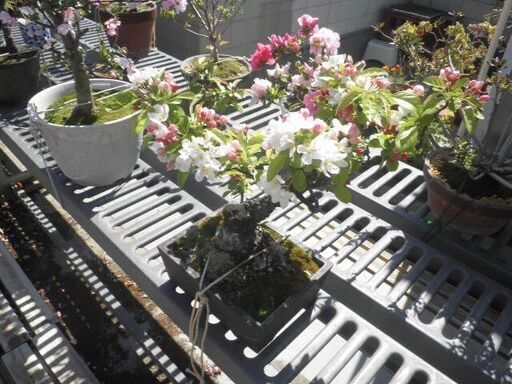 亡き祖父の年代物のウケザキカイドウの盆栽（横浜の自宅に本日中に  