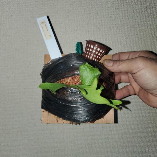 ビカクシダ　リドレイ