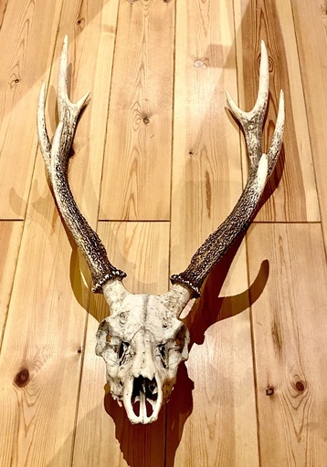 鹿の頭骨 2本角付き　煮沸済み 鹿の角頭骨付 鹿の頭骨 2本角付き 煮沸済み 1点