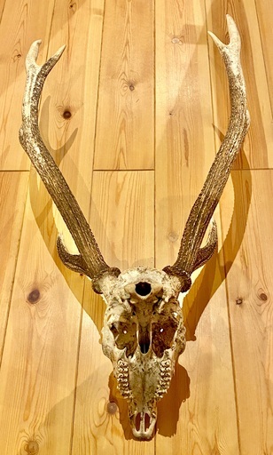【鹿角】鹿の角 頭骨付き 縦58cm×横50cm　ニホンシカ 鹿角】鹿の角 頭骨付き 縦58cm×横50cm ニホンシカ