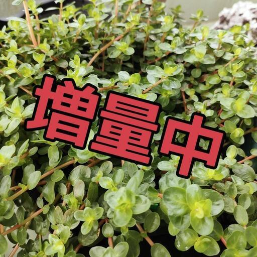 【水槽関連】ロタラMix⑨
