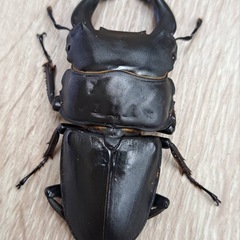 ホペイオオクワガタ ペア本日取引完了で、おまけ多数！