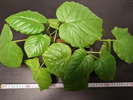 【本日限定】5号鉢 フィカス ウンベラータ 苗木 育てやすい 観葉植物