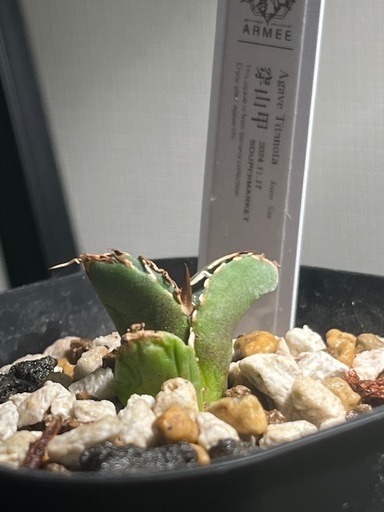 アガベ　穿山甲　lize産　センザンコウ　検索）　チタノタ　オテロイ　多肉植物
