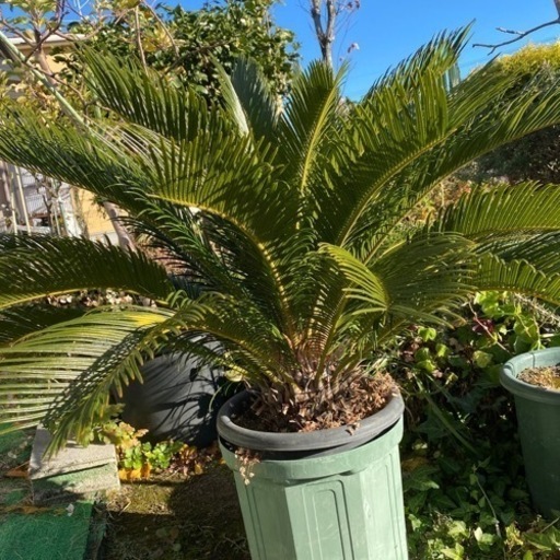 美しい特大ソテツ 約60cm 蘇鉄 ソテツ ソテツ鉢植え 60cm 美しい特大