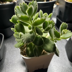 黒土売ります。4トンダンプで運びます。畑 ガーデニング