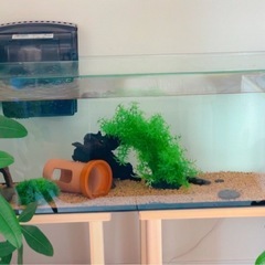 90cm水槽の中古が安い！激安で譲ります・無料であげます｜ジモティー 