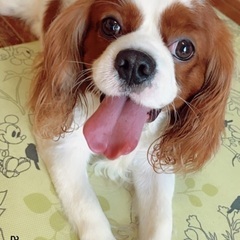 (急募)沖縄県内で飼ってくれる人探してます！名前はニーコ。の画像