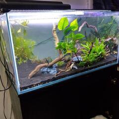 広島県の水槽の中古が安い！激安で譲ります・無料であげます｜ジモティー 