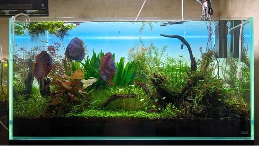 早期引き取り5000円引きます 150センチ水槽 1500×60×60