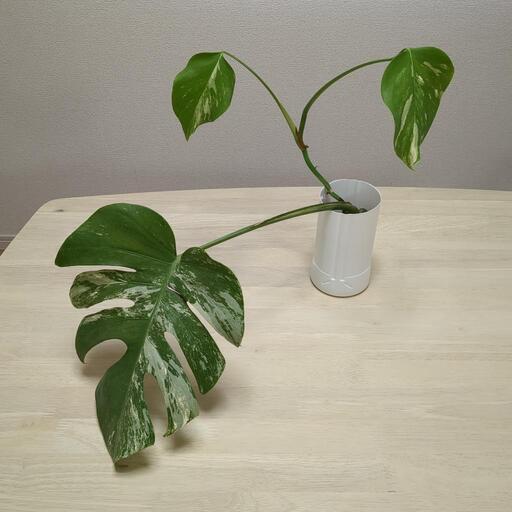 モンステラ　斑入り　観葉植物