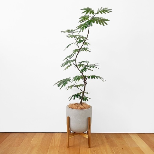 観葉植物 エバーフレッシュ 145cm
