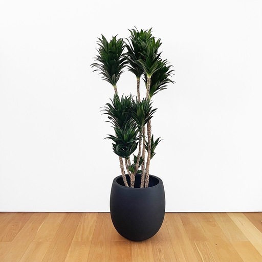 観葉植物 ドラセナコンパクタ 130cm