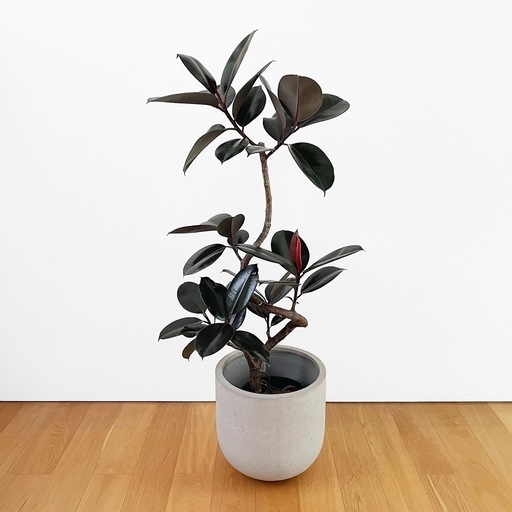 観葉植物 フィカス バーガンディ