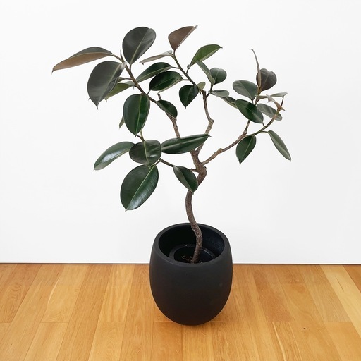 観葉植物 フィカス　バーガンディ